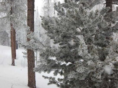 Homesteader Perspectives on Snow Image